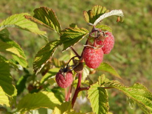 DSCN3281.JPG