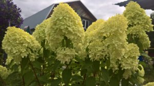 WP_20190807_12_40_23_Pro_LI.jpg