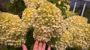 WP_20190807_12_40_54_Pro_LI.jpg