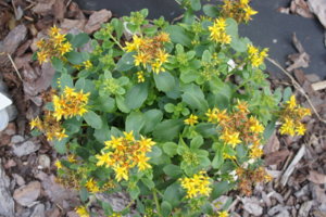 DSC01065.JPG