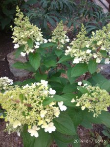 IMG_20190807_064641.jpg