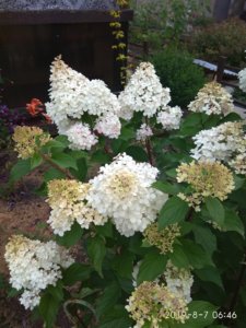IMG_20190807_064616.jpg