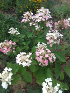 IMG_20190807_064413.jpg
