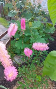 IMG_20190808_090551.jpg