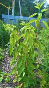 WP_20190807_12_51_04_Pro_LI.jpg