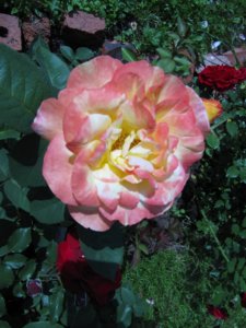 w_26a9267b.jpg