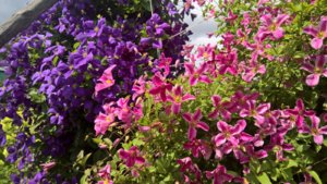 WP_20190807_13_12_27_Pro.jpg