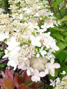 20190809_144323.jpg