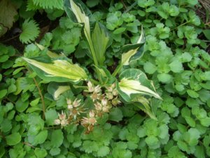 2018.09.08 Hosta 'Whirlwind', очиток от Турагентства_  CIMG3205.JPG
