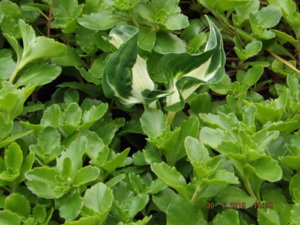 2019.06.30 Уч № 2  Hosta hybrida 'Whirlwind' , очиток от Турагентвтва_ DSCF3964.JPG