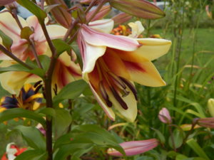 DSCN4070.JPG