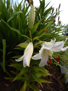 DSCN3954.JPG