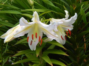 DSCN3956.JPG