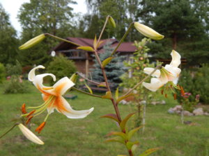 DSCN4072.JPG