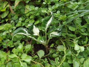 2019.08.13  Уч. № 2 Hosta 'Whirlwind'_  DSCF4270.JPG
