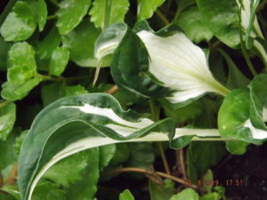 2019.08.13  Уч. № 2 Hosta 'Whirlwind'_  DSCF4271.JPG