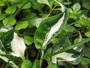2019.08.13  Уч. № 2 Hosta 'Whirlwind'_  DSCF4272.JPG