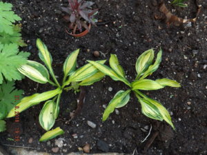 2018.08.21 Hosta 'Rainbows-End', лобелия 'Русская Принцесса' уч.№ 1_  DSCF3204.JPG