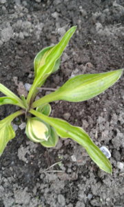 2019.08.13 Уч.№1 Hosta 'Rainbows-End'_20190813_201343.jpg