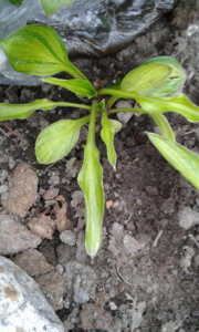2019.08.13 Уч.№1 Hosta 'Rainbows-End'_ 20190813_201408.jpg