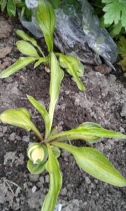 2019.08.13 Уч.№1 Hosta 'Rainbows-End'_  20190813_201433.jpg