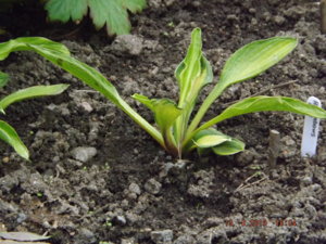 2019.08.13 Уч.№1 Hosta 'Rainbows-End'_ DSCF4312.JPG