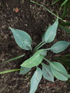 2019.08.13 Hosta  'Halcyon' Уч. №1_  DSCF4227.JPG