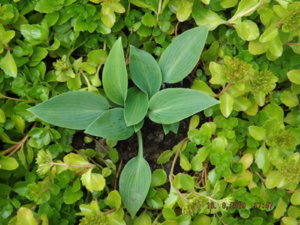 2019.08.13  Уч. № 2 Hosta  'Halcyon'_ DSCF4259.JPG
