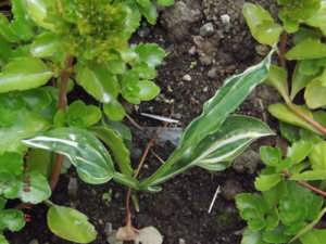2019.08.13  Уч. № 2 Hosta  'Snake Eyes' из КЛ_ DSCF4262.JPG