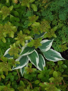 2019.08.13  Уч. № 2 Hosta 'Firn Line'_ DSCF4257.JPG