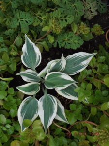 2019.08.13  Уч. № 2 Hosta 'Firn Line'_ DSCF4258.JPG