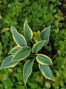 2019.08.13  Уч. № 2 Hosta 'First Frost'_  DSCF4260.JPG