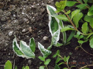 2019.08.13  Уч. № 2 Hosta 'Lakeside Dragonfly'_ DSCF4265.JPG