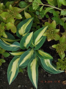 2019.08.13  Уч. № 2 Hosta 'Timeless Beauty'_ DSCF4256.JPG
