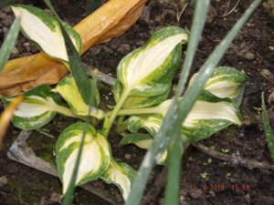 2019.08.13 Уч.№1 Hosta 'Color Festival'_ DSCF4219.JPG