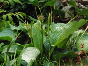 DSCF4190.JPG