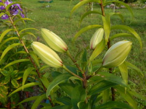 DSCN3856.JPG