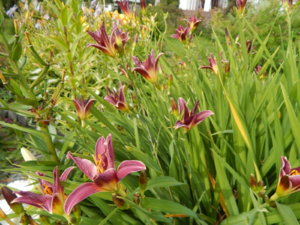 DSCN4092.JPG