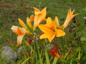 DSCN4066.JPG