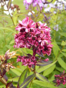 DSCN4076.JPG