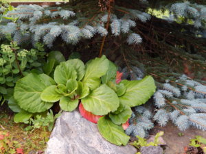 DSCN3888.JPG