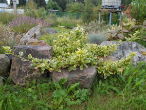DSCN3896.JPG