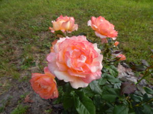 DSCN3817.JPG