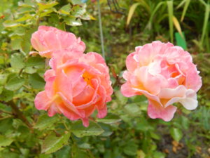 DSCN3886.JPG