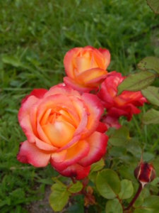 DSCN3899.JPG
