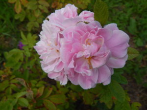 DSCN3921.JPG