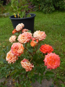 DSCN3919.JPG