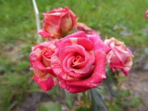 DSCN3931.JPG