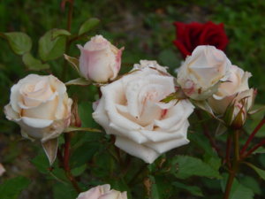 DSCN3934.JPG