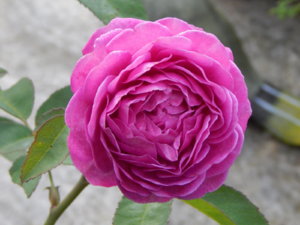 DSCN4008.JPG